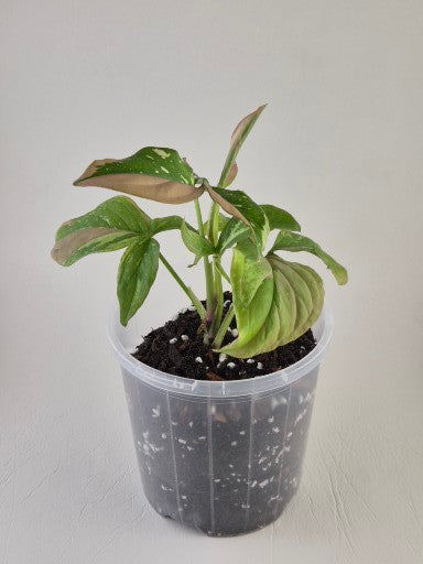 Syngonium Podophyllum ‘Red Spot Tricolour’