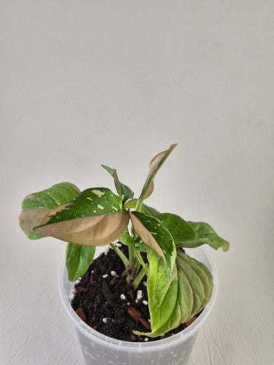 Syngonium Podophyllum ‘Red Spot Tricolour’