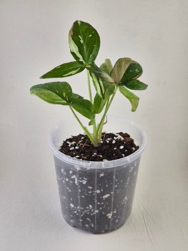 Syngonium Podophyllum ‘Red Spot Tricolour’