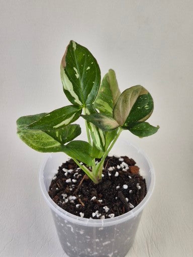 Syngonium Podophyllum ‘Red Spot Tricolour’