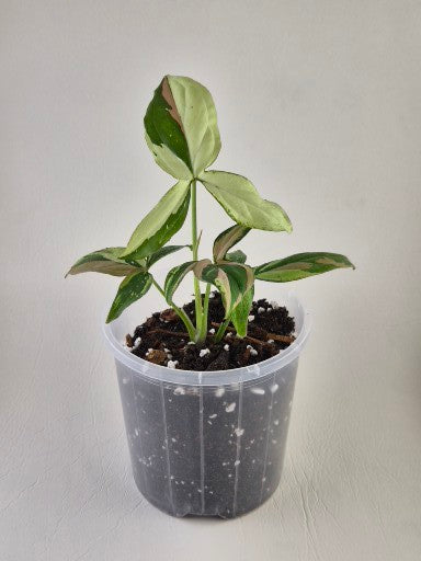 Syngonium Podophyllum ‘Red Spot Tricolour’