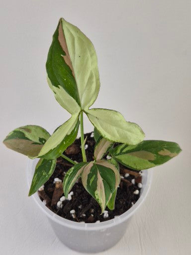 Syngonium Podophyllum ‘Red Spot Tricolour’