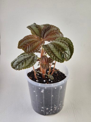 Pilea Norfolk