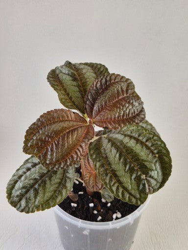 Pilea Norfolk