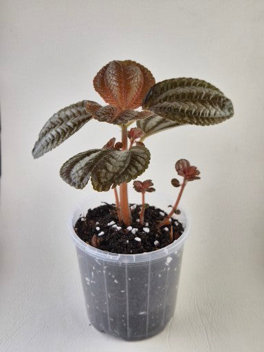 Pilea Norfolk