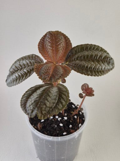 Pilea Norfolk