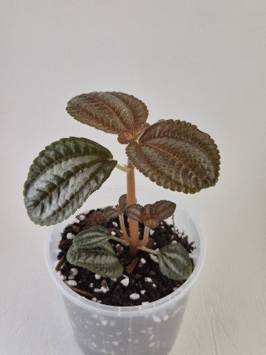 Pilea Norfolk