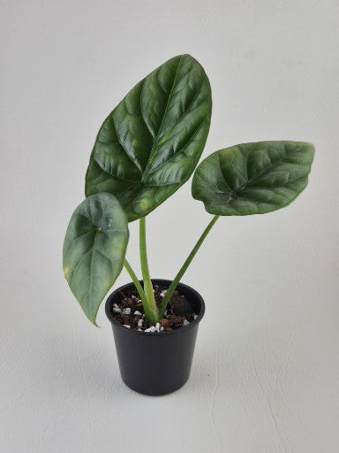 Alocasia ‘Quilted Dreams’