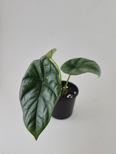 Alocasia ‘Quilted Dreams’