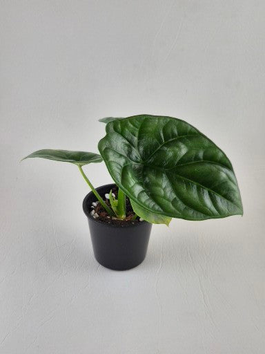 Alocasia ‘Quilted Dreams’