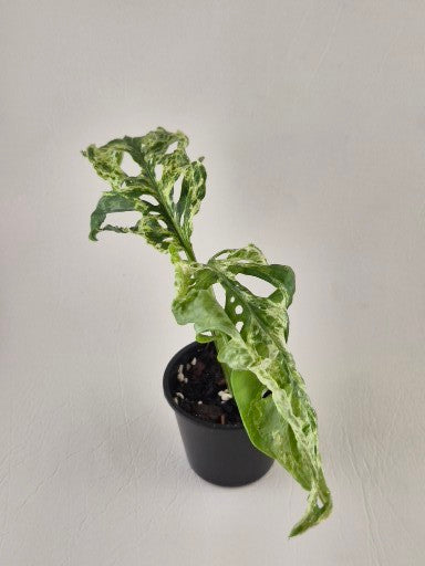 Monstera Adansonii Mint Variegated