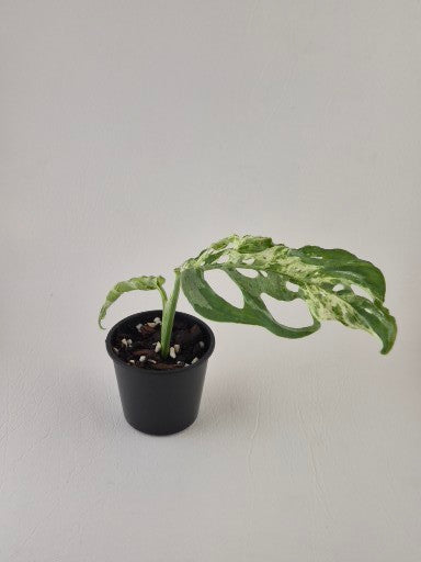Monstera Adansonii Mint Variegated