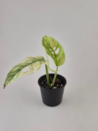 Monstera Laniata Variegated