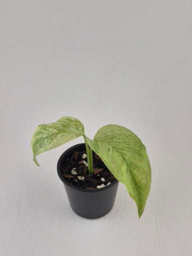Monstera Laniata Variegated