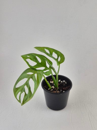 Monstera Monkey Mask