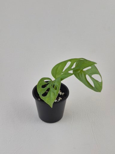 Monstera Monkey Mask