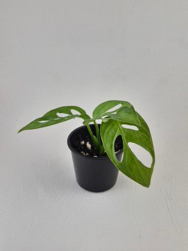 Monstera Monkey Mask