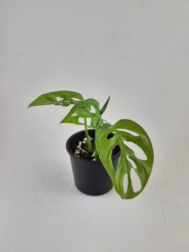 Monstera Monkey Mask