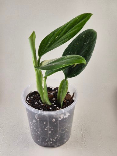 Monstera Standleyana