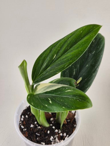 Monstera Standleyana