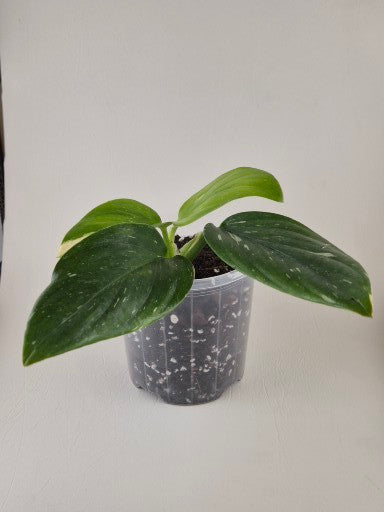 Monstera Standleyana