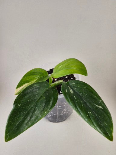 Monstera Standleyana