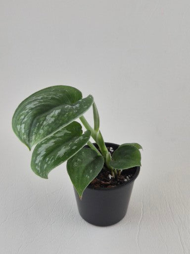 Scindapsus Exotica