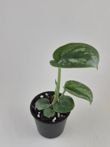 Scindapsus Exotica