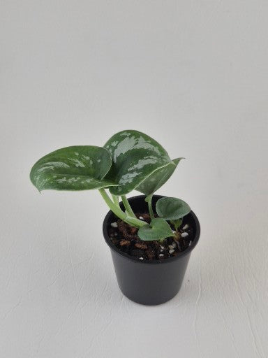 Scindapsus Exotica